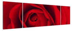 Detail červené růže - obraz (170x50cm)