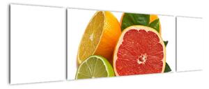 Citrusové plody - obraz (170x50cm)
