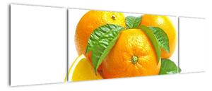 Pomeranče, obraz (170x50cm)
