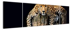 Leopard, obraz (170x50cm)