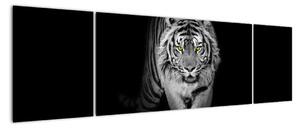 Tygr černobílý, obraz (170x50cm)