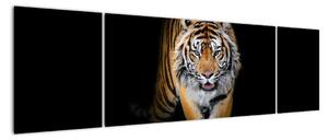 Tygr, obraz (170x50cm)