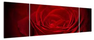 Makro růže - obraz (170x50cm)