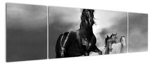 Černobílý obraz koňů (170x50cm)