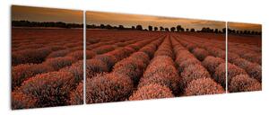 Květinové pole - obraz (170x50cm)