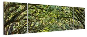 Aleje stromů - obraz (170x50cm)