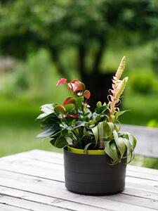 Samozavlažovací závěsný květináč Berberis 26 cm, antracit / zelená