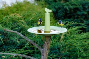 Pítko / koupátko pro ptáky Finch, olivová