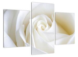 Obraz bílé růže (90x60cm)