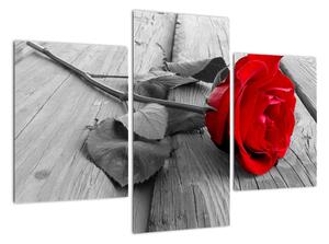 Obraz růže s červeným květem (90x60cm)