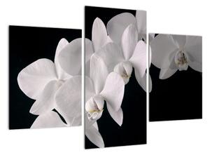 Obraz - bílé orchideje (90x60cm)