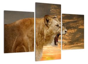 Obraz řvoucího lva (90x60cm)
