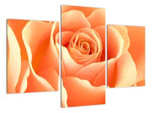 Obraz oranžové růže (90x60cm)