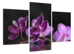 Obraz květů (90x60cm)