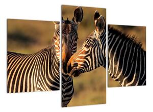 Obraz - zebry (90x60cm)