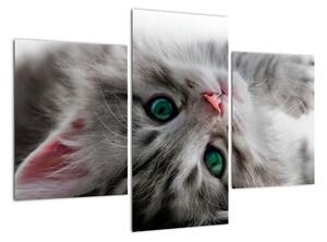 Obraz kočky (90x60cm)