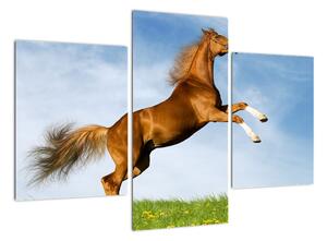 Obraz koně na zadních (90x60cm)