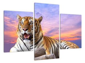 Obraz ležícího tygra (90x60cm)
