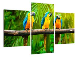 Moderní obraz - papoušci (90x60cm)