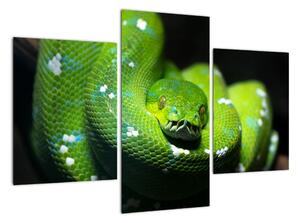 Obraz zvířat - had (90x60cm)