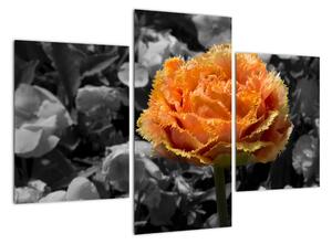 Oranžový květ na černobílém pozadí - obraz (90x60cm)