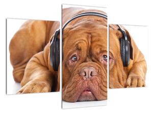 Moderní obraz - pes se sluchátky (90x60cm)