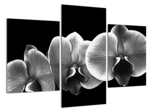 Černobílý obraz - orchidej (90x60cm)