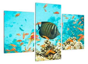 Obraz ryb v akvárii (90x60cm)