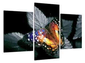 Motýl na listu - obraz (90x60cm)