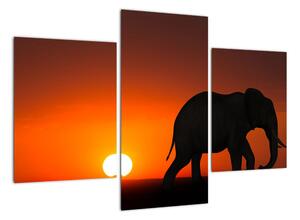Obraz slona v zapadajícím slunci (90x60cm)