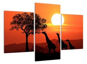 Obraz žirafy při západu slunce (90x60cm)