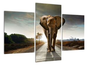 Obraz kráčejícího slona (90x60cm)