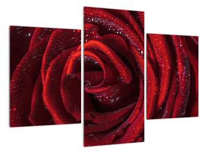 Obraz rudé růže (90x60cm)
