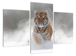 Obraz běžícího tygra (90x60cm)