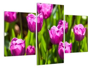 Obraz kvetoucích tulipánů (90x60cm)