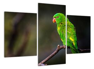 Obraz zeleného papouška (90x60cm)