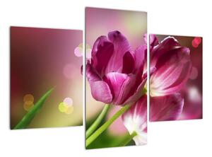 Obraz tulipánů (90x60cm)