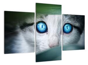 Obraz kočky, zářivé oči (90x60cm)