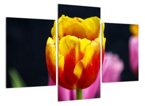 Obraz tulipánu (90x60cm)