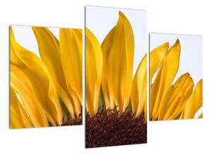 Obraz květu slunečnice (90x60cm)