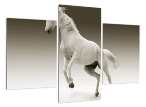 Obrazy bílého koně (90x60cm)