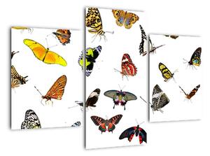 Obrazy motýlů (90x60cm)