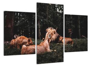 Obrazy - lvi v lese (90x60cm)