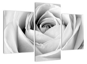 Černobílý obraz růže (90x60cm)