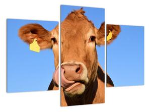 Obraz krávy (90x60cm)