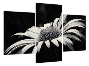 Černobílý obraz květu (90x60cm)