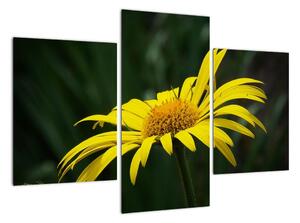 Obraz žlutého květu (90x60cm)