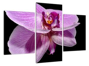 Obraz - orchidej (90x60cm)