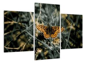 Obraz motýla (90x60cm)