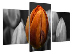 Oranžový tulipán mezi černobílými - obraz (90x60cm)